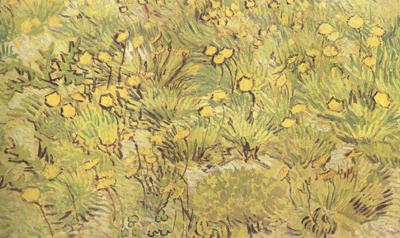 Vincent Van Gogh A Field of Yellow Flowers (nn04) oil painting picture